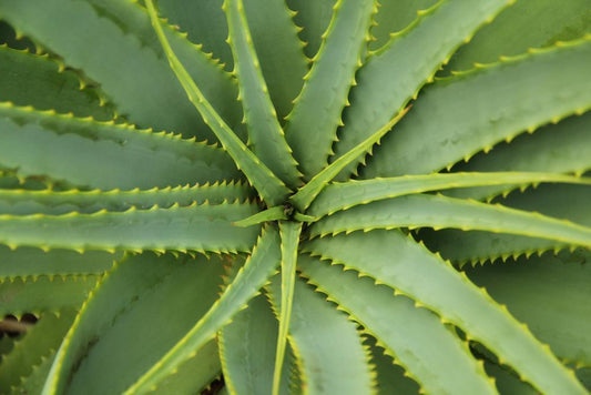 The 6 Plants You Need in Your Home