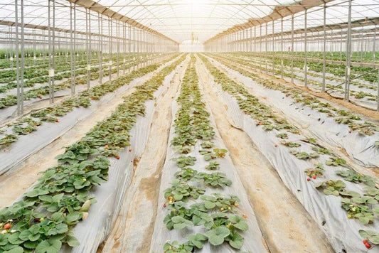 eat-your-way-to-a-healthier-brain by using organic produce