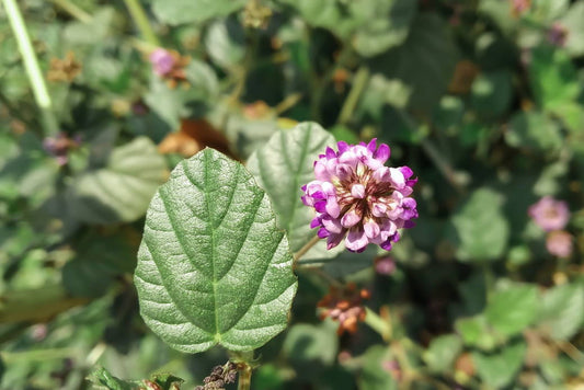 3 Reasons To Replace Your Retinol With Bakuchiol